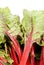 Red Swiss Chard