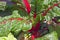 Red Swiss Chard Growing In Home Garden