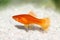 Red Swordtail Female Xiphophorus Helleri aquarium fish