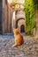 Red tabby alley cat in Rhodes, Greece