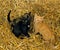 RED TABBY, BLACK AND OTHER DOMESTIC CAT, KITTEN PLAYING IN STRAW