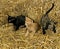 Red Tabby, Black and Tortoiseshell Domestic Cat, Kittens playing on Wheat Straw