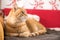 Red tabby cat is lying on the couch and enjoying at home