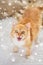 Red tabby cat mewing in bed at home over snow