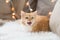 Red tabby cat mewing on sofa and sheepskin at home