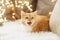 Red tabby cat mewing on sofa and sheepskin at home