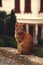 Red tabby cat sits on curb