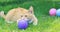 Red tabby cat sitting on the grass and playing with balls