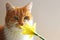 Red tabby cat sniffing at a flower