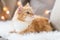 Red tabby cat on sofa with sheepskin at home