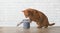 Red tabby cat steals dry food from a open food container