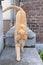 A red tabby cat stretches on a gardenwall next to a doorstep