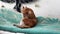 Red tabby cat washes his face. Cute pet lying on the bed