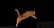 Red tabby domestic cat, adult leaping against black background