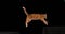 Red tabby domestic cat, adult leaping against black background,