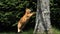 Red Tabby Domestic Cat jumping on Tree Trunk, Normandy,