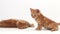 Red Tabby Domestic Cat, Kittens playing against White Background