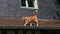 Red Tabby Domestic Cat walking on Roof, Normandy,