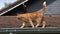 Red Tabby Domestic Cat walking on Roof, Normandy,