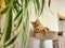 Red tabby eyeing houseplant that is hanging nearby