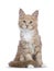 Red tabby high white Maine Coon cat / kitten