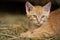 Red tabby kitten on a farm