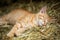 Red tabby kitten on a farm