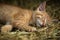 Red tabby kitten on a farm