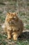 Red Tabby Persian Domestic Cat, Adult standing on Grass