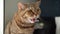 Red tabby scottish cat hissing