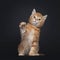 Red tabby shorthair kitten on black