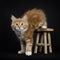 Red tabby with white Maine Coon cat / kitten