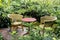 Red table and wicker chair in the garden