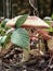 Red tadstool Amanita muscaria or fly agaric mushroom