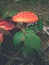 Red tadstool Amanita muscaria or fly agaric mushroom