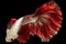 The red tail betta fish commands attention against the dark backdrop of the black background.