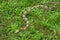 Red Tail Boa Constrictor in the green grass