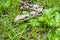 Red Tail Boa Constrictor in the green grass close up