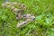 Red Tail Boa Constrictor in the green grass partial body shot