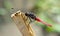 Red tail dragonfly hanging a stick