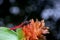 Red tail dragonfly rests on ginger flower head