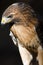 Red Tail Hawk