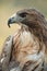 Red Tail Hawk