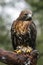 Red Tail Hawk