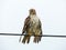 Red Tail Hawk bird of prey in NYS