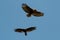 Red tail hawk chased by vulture