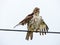 Red Tail Hawk drying outstretched wings