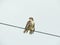 Red Tail Hawk on electric wire drying his feathers