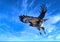 Red-tail Hawk flying from a power line