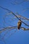Red Tail Hawk and Gnarly Branches